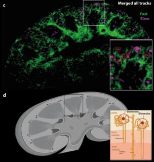 Zum Artikel "Publication alert: Ultraschall in der Medizin"